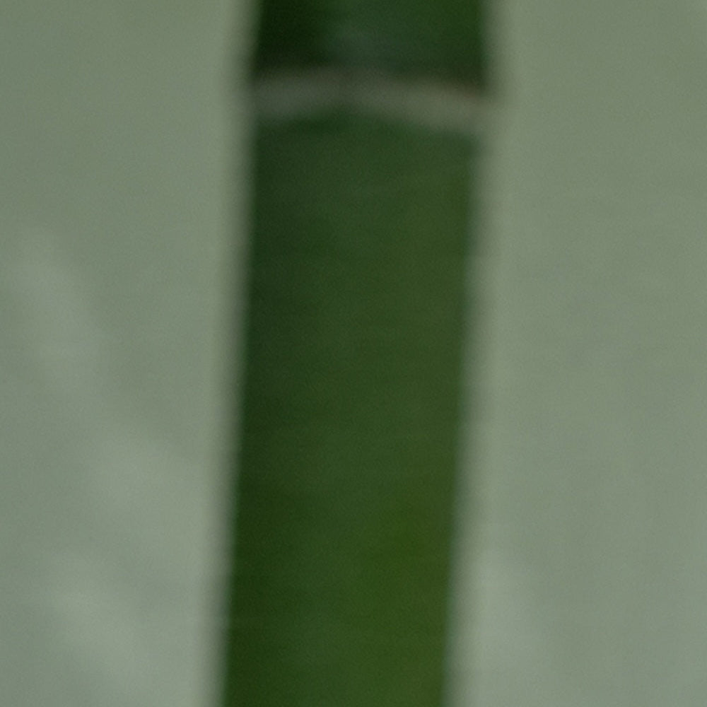 A Guide to Bamboo: How Fast Does Bamboo Grow?