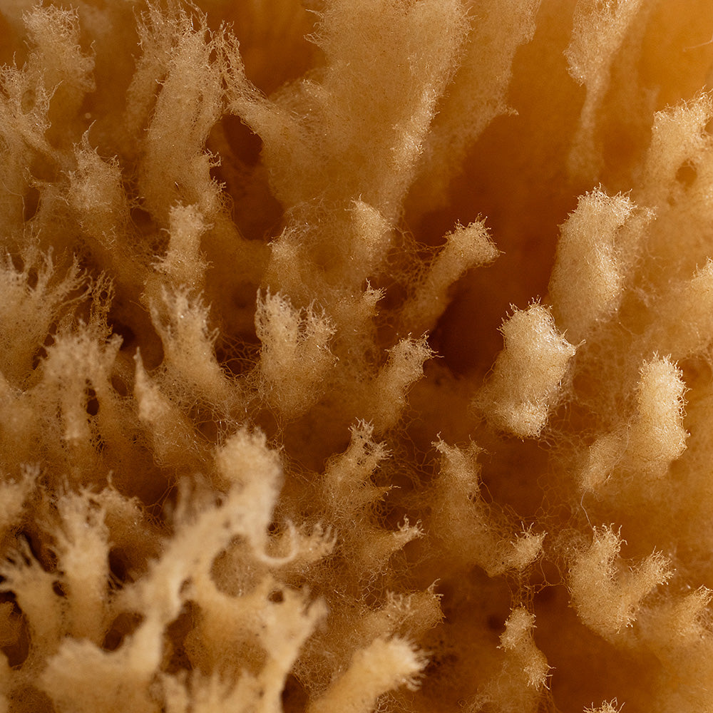 Public Goods Personal Care Natural Grass Sea Sponge