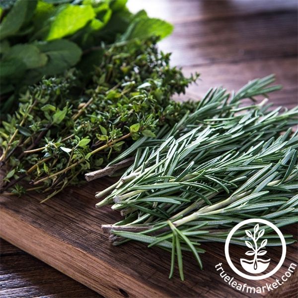 True Leaf Market Grow Kits Seed Starter Kit - Culinary Herb