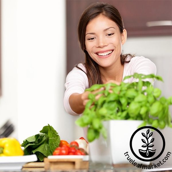 True Leaf Market Grow Kits Seed Starter Kit - Culinary Herb